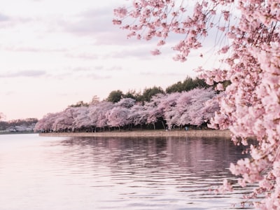 cherry_blossom_1