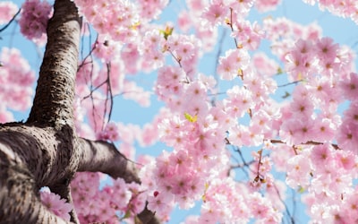 cherry_blossom_2