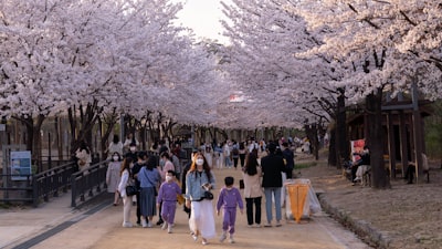 cherry_blossom_3