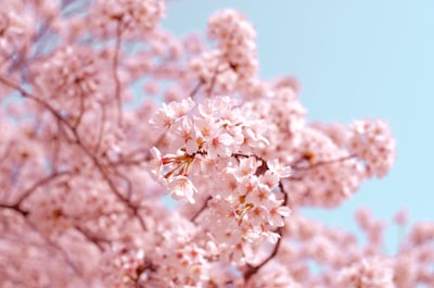 cherry_blossom_6