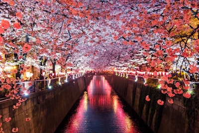 cherry_blossom_7