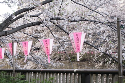 cherry_blossom_9