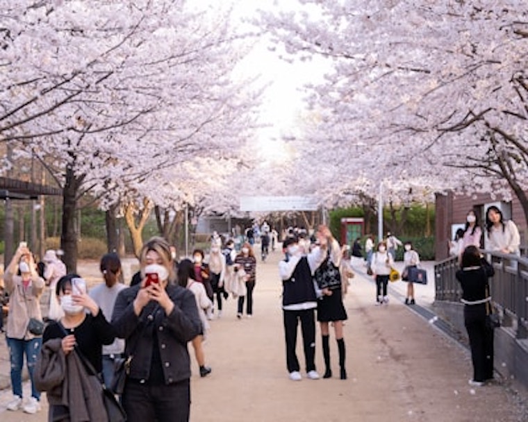 cherry_blossom_eyecatch