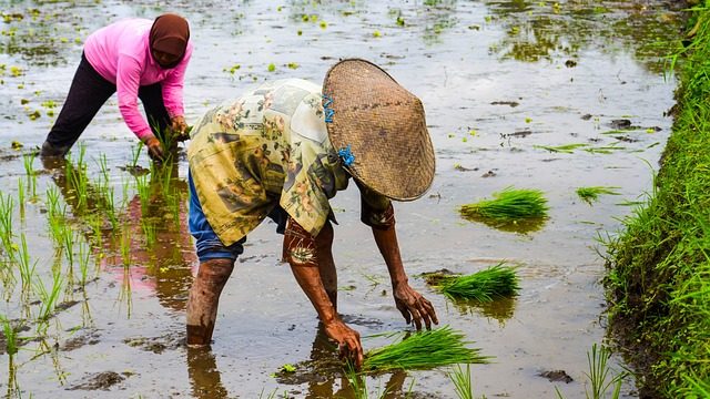 rice_planting_eye_catch_640