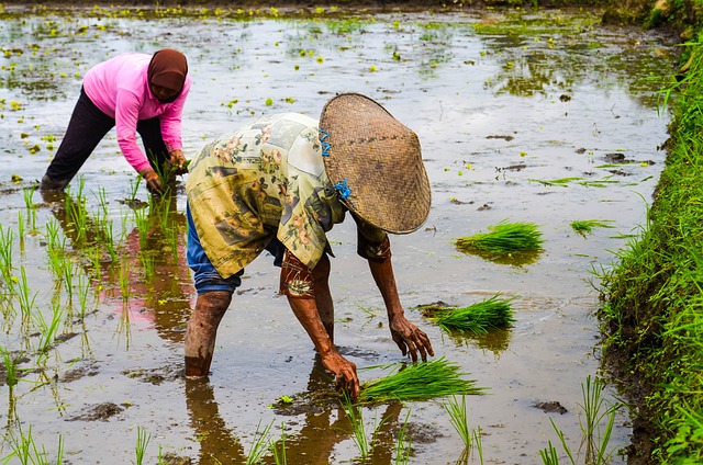 rice_planting_eye_catch_640