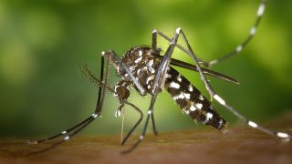 mosquito-drone_640