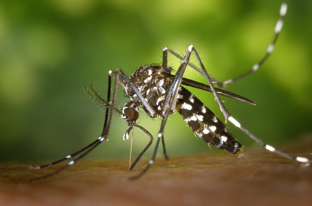 mosquito-drone_640