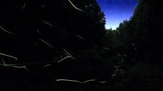 dragonfly_eye_catch