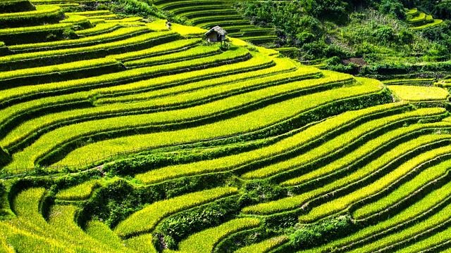 rice_terraces_eyecatch