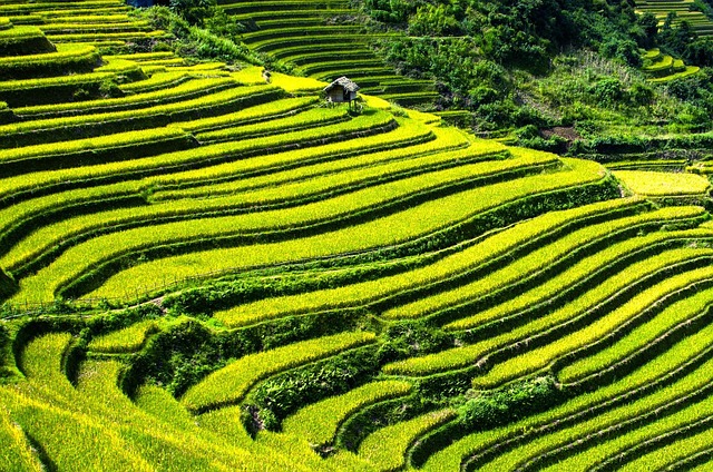 rice_terraces_eyecatch