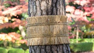 こも巻き_eyecatch