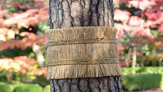 こも巻き_eyecatch