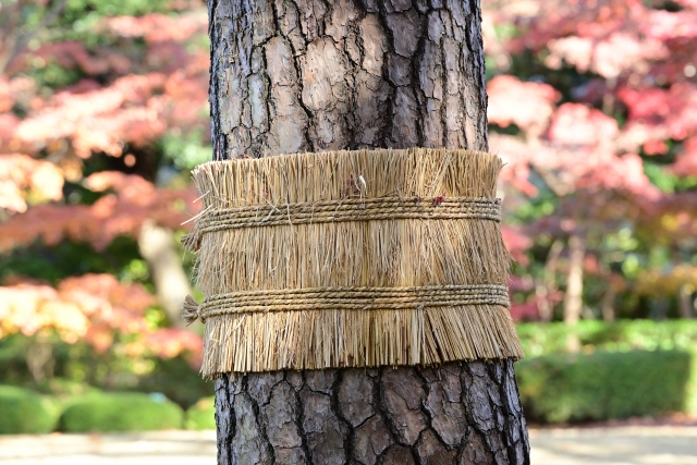 こも巻き_eyecatch