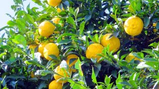 ゆず湯_eye_catch