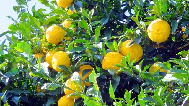 ゆず湯_eye_catch