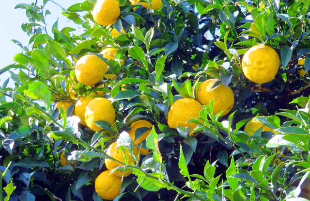 ゆず湯_eye_catch