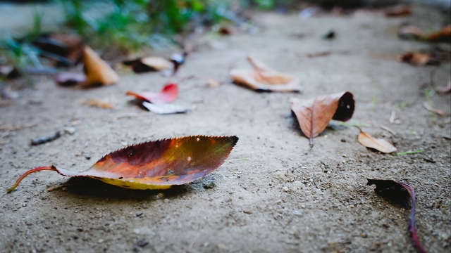 木枯し１号_eye_catch