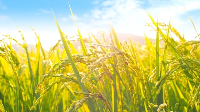 五穀豊穣_eye_catch