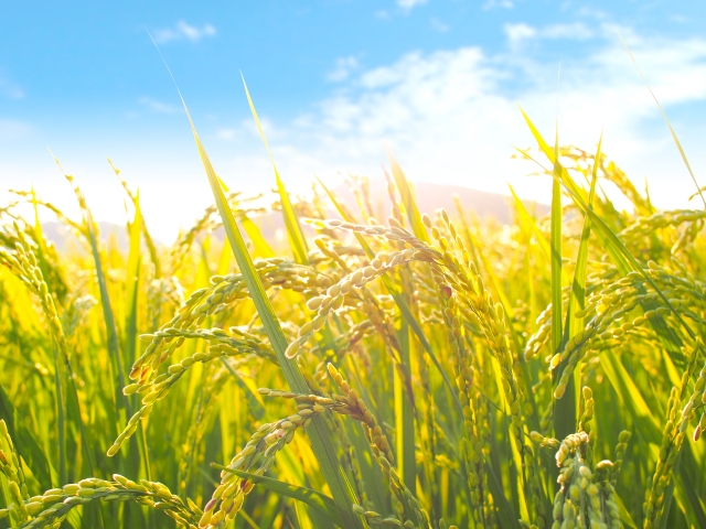 五穀豊穣_eye_catch